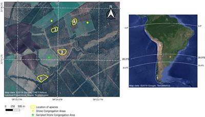 Morphometric and genetic characterization as tools for selection of Apis mellifera (Hymenoptera: Apidae) stocks in an area of natural hybridization in Argentina